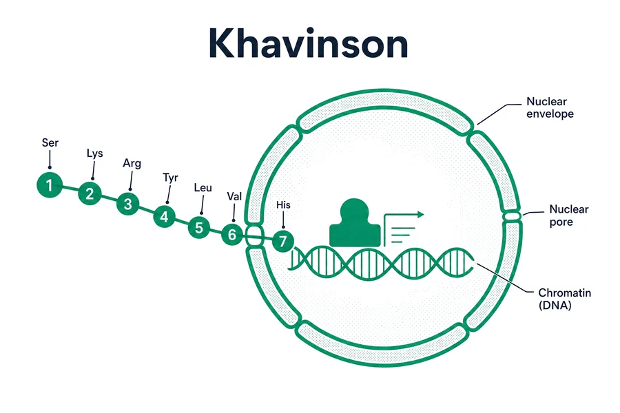 Khavinson Bioregulators — how the khavinson compounds work